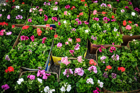 تولید ۴میلیارد گل زینتی در کشور/رشد ۳۰ درصدی تولیدات گل و گیاه